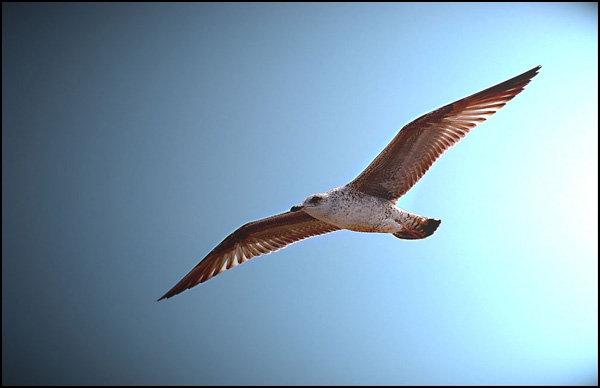 Oiseau en vol - Jean-Louis Hierro Oiseau en vol - Jean-Louis Hierro