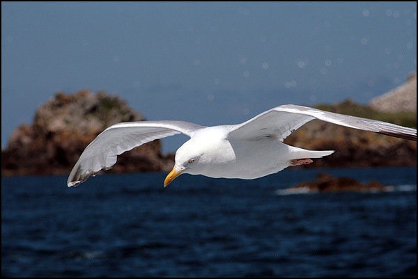 Goéland Argenté volant entre mer et ciel - Laurent Didier Goéland Argenté volant entre mer et ciel - Laurent Didier