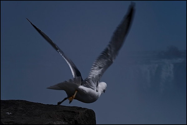 Envol aux Chutes Niagara - Martin Leclerc Envol aux Chutes Niagara - Martin Leclerc