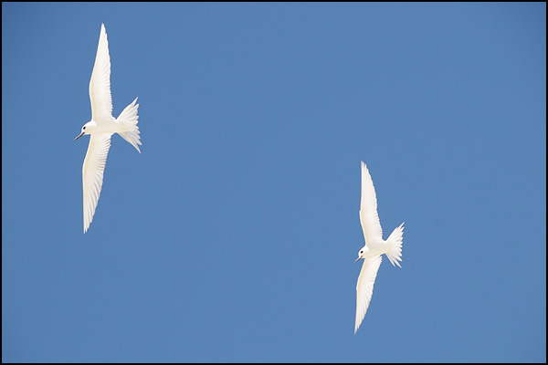 Eclat blanc dans les airs - Raphaël Bryche