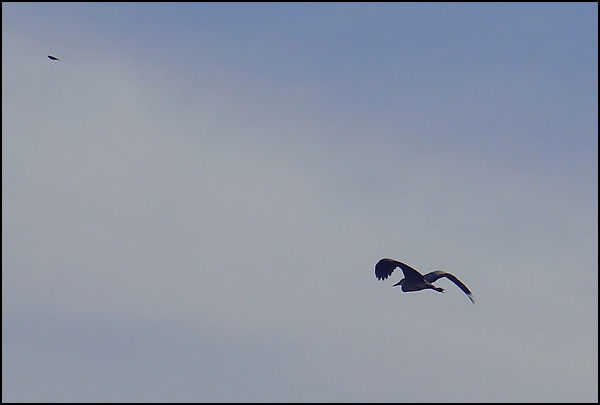 Vol du héron - Freddy Carpentier Vol du héron - Freddy Carpentier