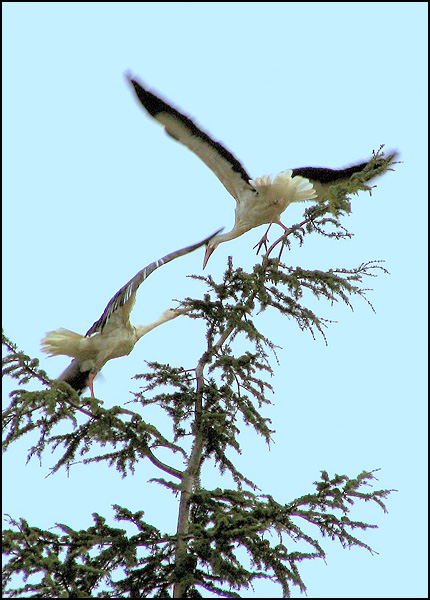 L'équilibre des cigognes - Marc Niclasse L'équilibre des cigognes - Marc Niclasse