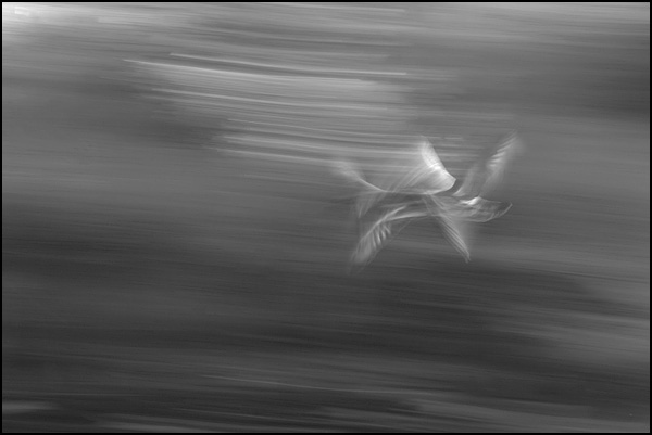 A tire d'aile - Geneviève Gazel A tire d'aile - Geneviève Gazel