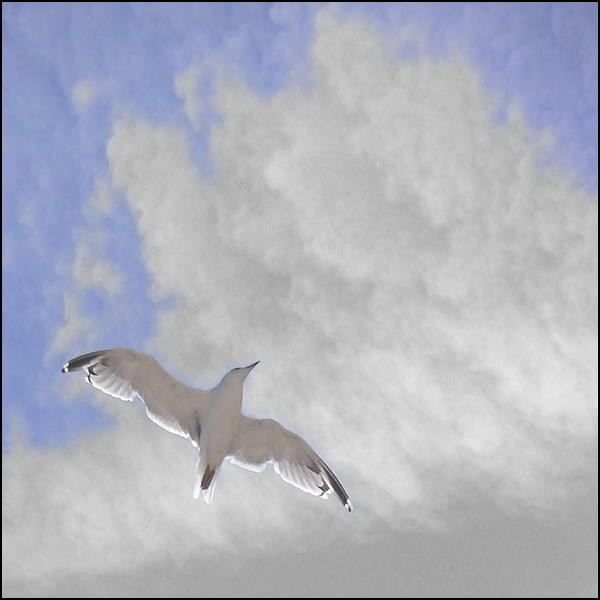 Libre comme l'Air - Fabrice Quignette Libre comme l'Air - Fabrice Quignette