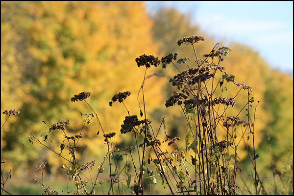 Quand la nature est dans le vent - Lucile Pognon