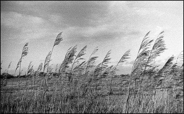 De l'air en Brière - Corinne Defer-Saglier De l'air en Brière - Corinne Defer-Saglier