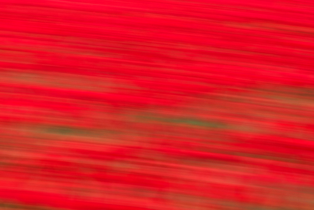 20160927160526_dsc_6500jonquière 20160927160526_dsc_6500jonquière