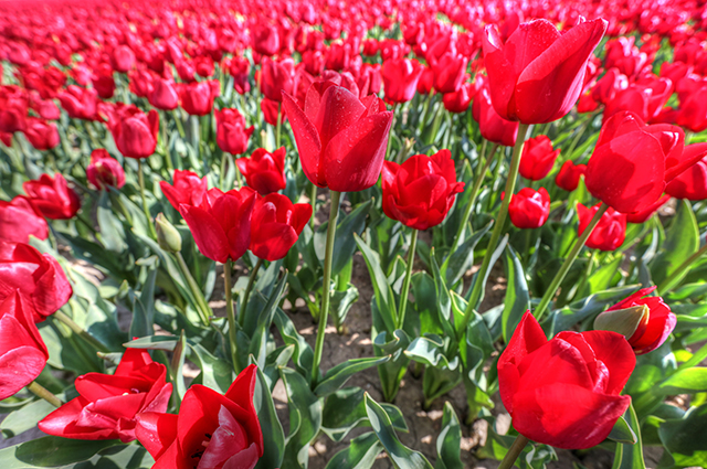 20160927161806_champtulipe7 20160927161806_champtulipe7