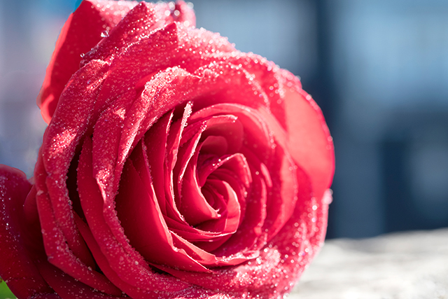 20160927172448_cr_0585_c 20160927172448_cr_0585_c