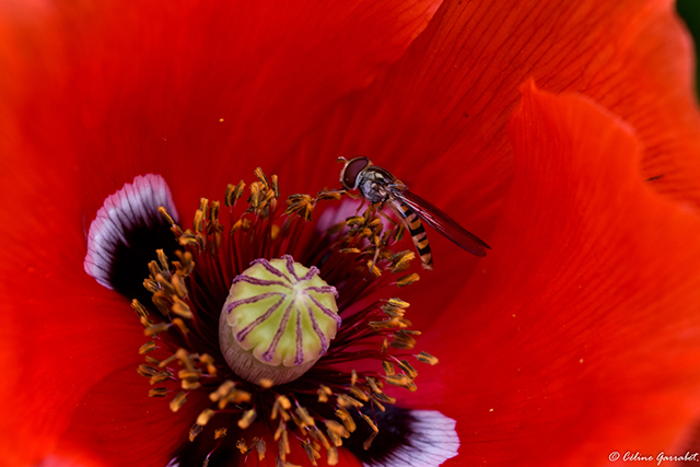 20160927210119_celine_garrabet_red 20160927210119_celine_garrabet_red