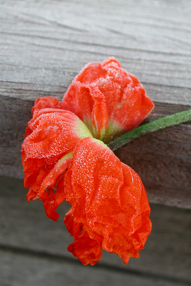 20160927214816_dscn9872 20160927214816_dscn9872