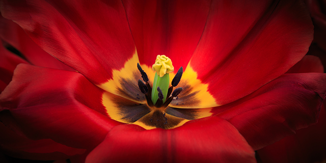 20160927225944_tulipe_2874 20160927225944_tulipe_2874