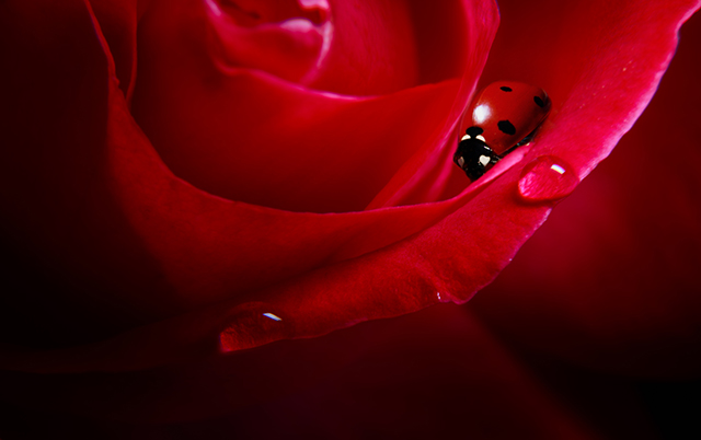 20160927230218_the_ladybird_and_the_rose_2 20160927230218_the_ladybird_and_the_rose_2