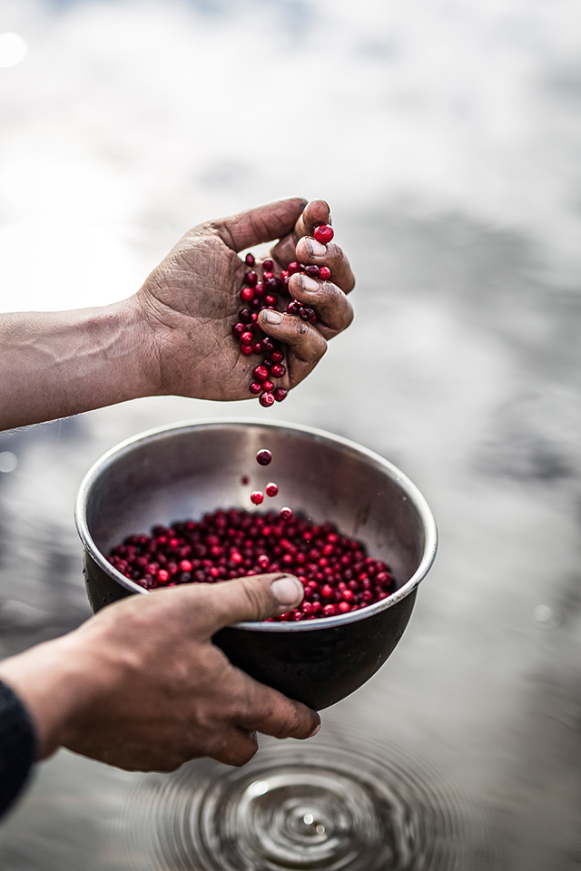 20160927101032_porcupine_confiture_hd_11 20160927101032_porcupine_confiture_hd_11