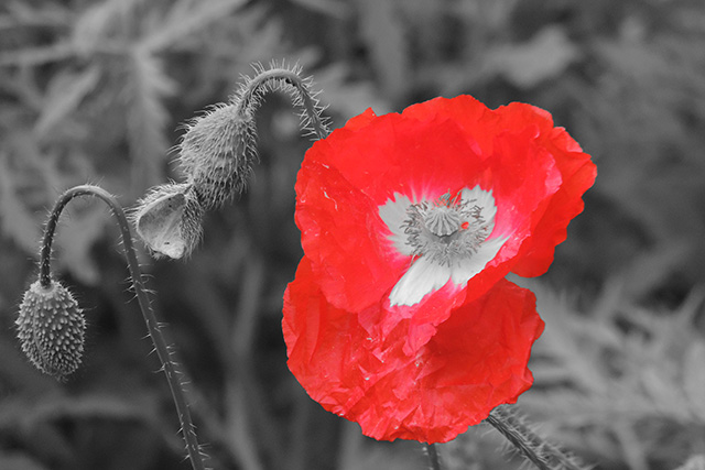 20160928095002_dscn6602 20160928095002_dscn6602