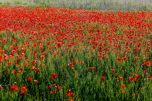 20160928120219_red_8 20160928120219_red_8