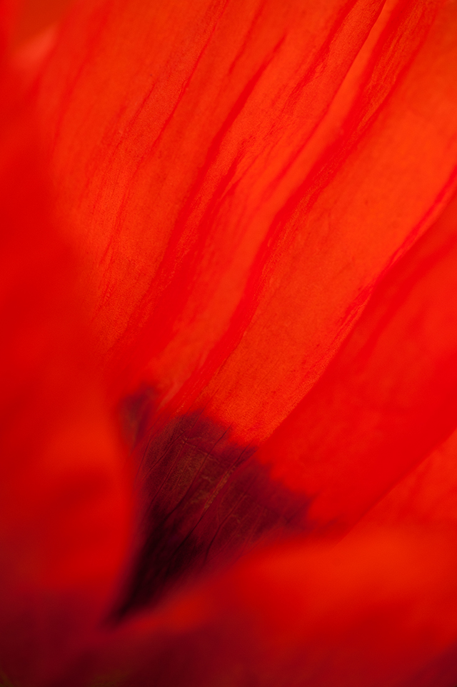 20160928162403_francis_goussard_coquelicot 20160928162403_francis_goussard_coquelicot