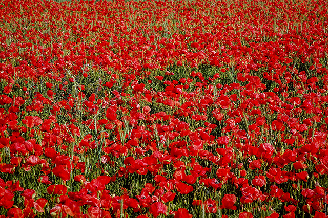 20160928114950_red_6 20160928114950_red_6