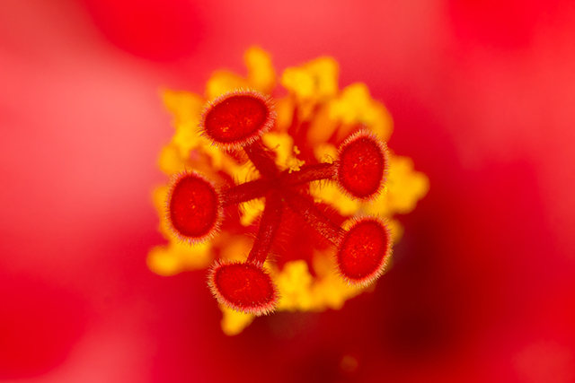 20160928215448_rouge 20160928215448_rouge