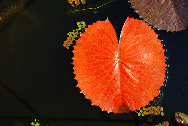 20160930222736_dsc06116 20160930222736_dsc06116