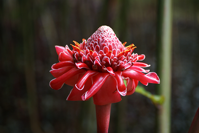 20160930224832_247_martinique_04_2010 20160930224832_247_martinique_04_2010