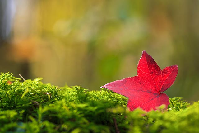 20161002211138_couleurs_d_automne 20161002211138_couleurs_d_automne