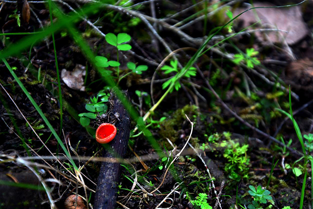 20161003152508_dsc_1231_copie 20161003152508_dsc_1231_copie