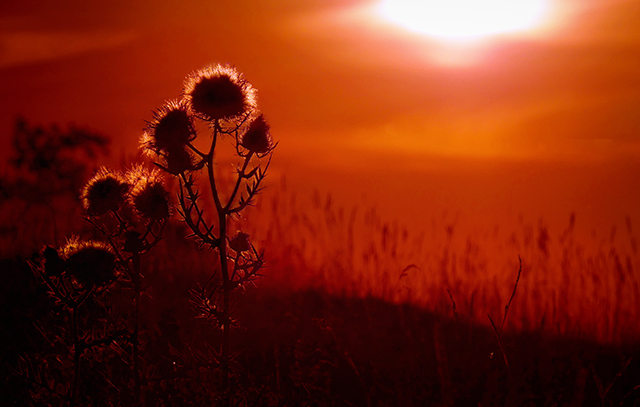 20160930111141_chardon_rouge 20160930111141_chardon_rouge