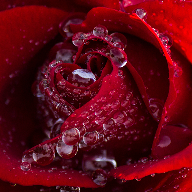 20160929211049_rose_rouge 20160929211049_rose_rouge