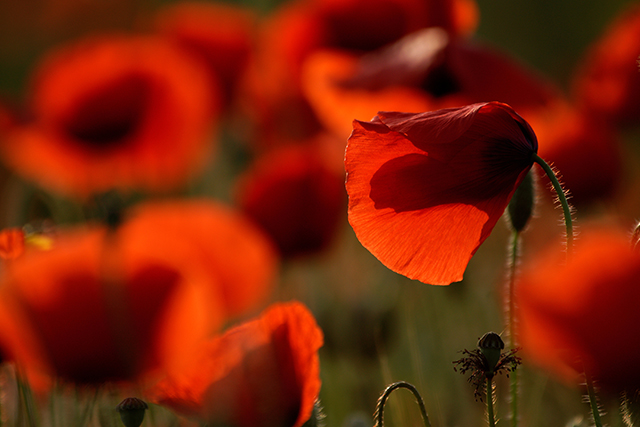 20161003204521_dsc06534_ 20161003204521_dsc06534_