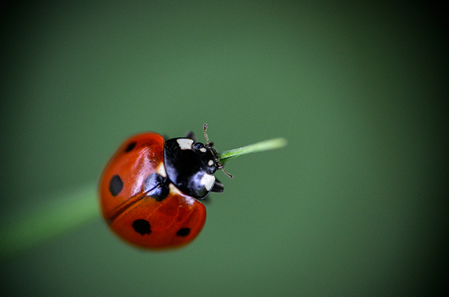 20161003224019_coccinelle 20161003224019_coccinelle