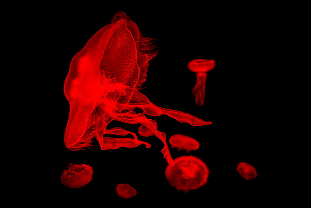 20161003191442_12082016__dsc2500 20161003191442_12082016__dsc2500