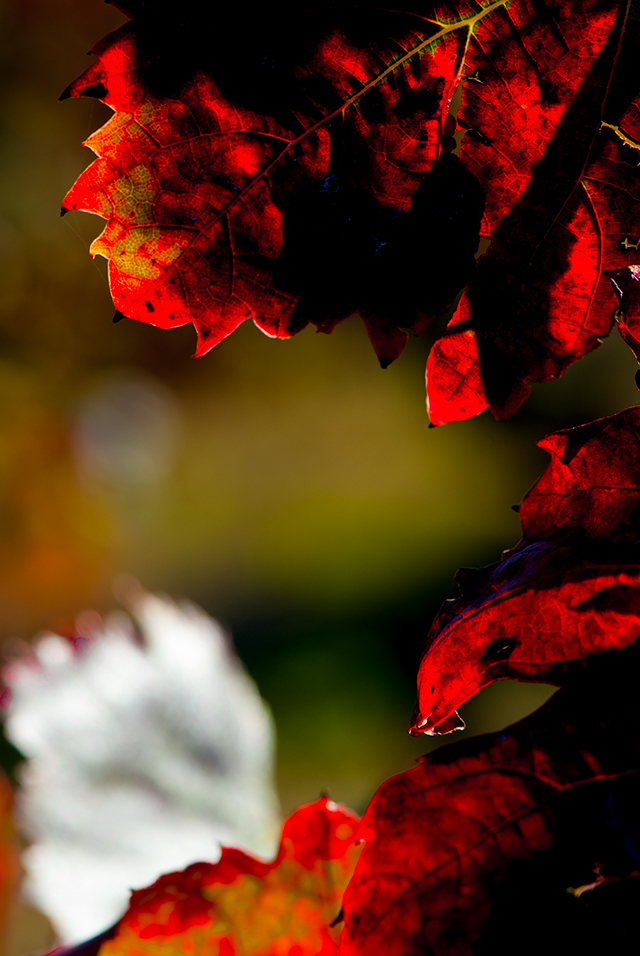 20161005113318_dormance 20161005113318_dormance