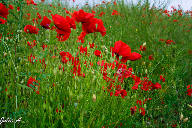 20161006151523_sans_titre_3 20161006151523_sans_titre_3