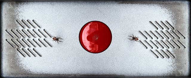 20161006010126_spider_fight 20161006010126_spider_fight