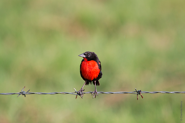 20161008111718_oiseau_noir_et_rouge 20161008111718_oiseau_noir_et_rouge