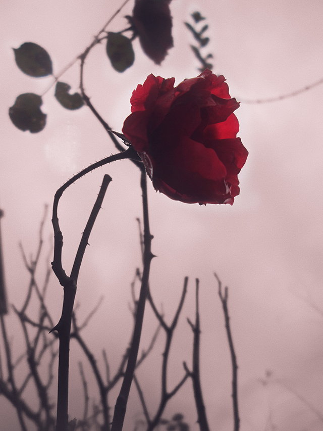 20161009154213_rose1 20161009154213_rose1