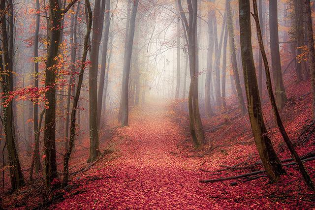 20161010092949_red_forest 20161010092949_red_forest