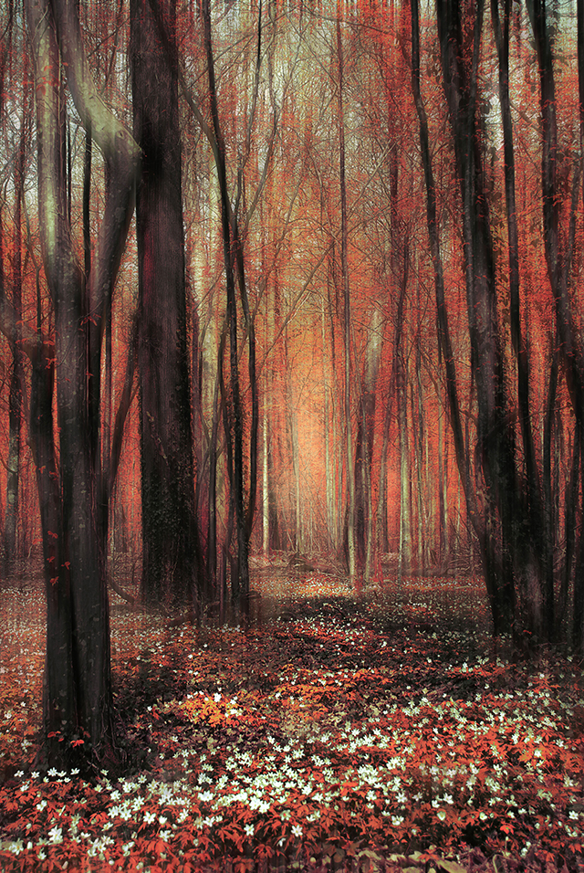 20161005130426_forest_fontainebleau 20161005130426_forest_fontainebleau