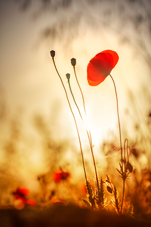 20161005135133__f5a5998b 20161005135133__f5a5998b