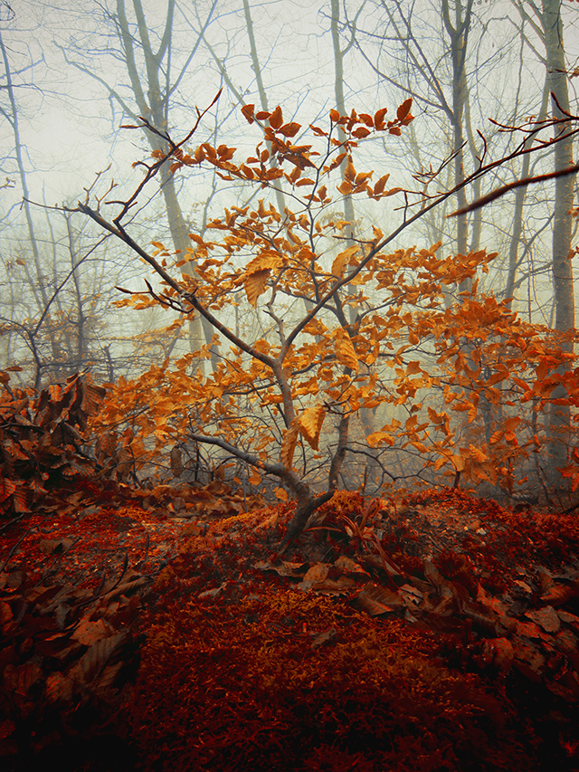 20161009153055_foret 20161009153055_foret