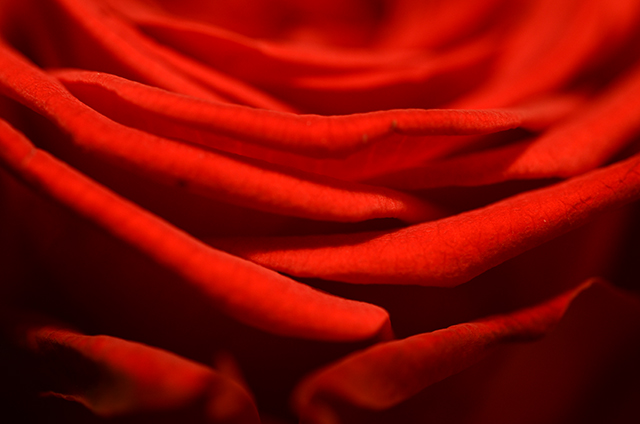 20161009185113_dsc_2545_rubis_rose 20161009185113_dsc_2545_rubis_rose