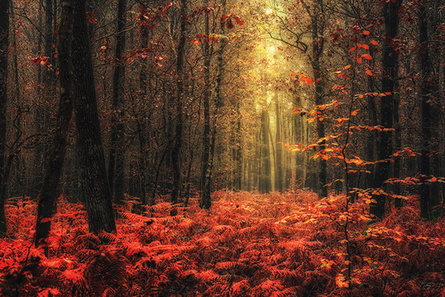 20161005221212_2014_11_23___foret_du_gavres_91_hdr_cfx 20161005221212_2014_11_23___foret_du_gavres_91_hdr_cfx