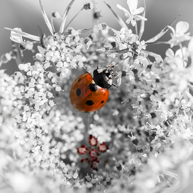 20161010124321__dsc2131_310716_lr_3 20161010124321__dsc2131_310716_lr_3