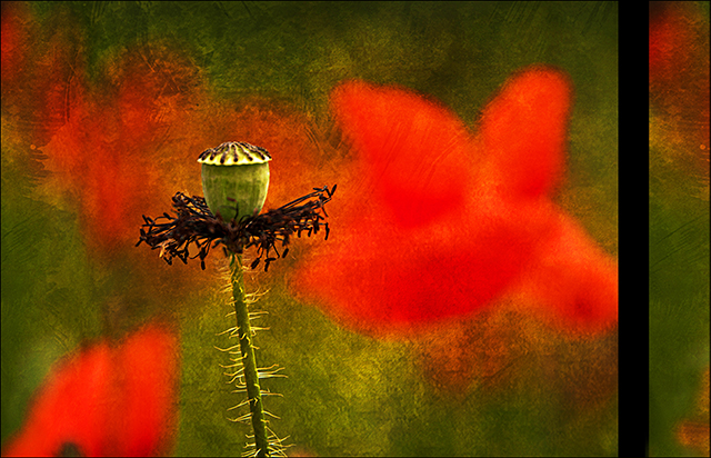 20161010160403_le_coquelicot 20161010160403_le_coquelicot