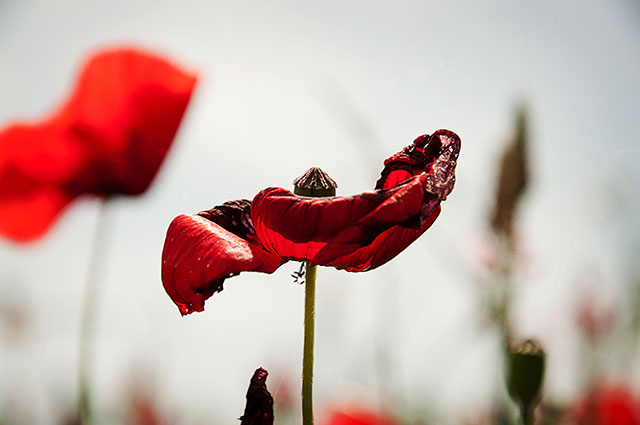 20161012123829_coquelicot_rouge__dsc0030 20161012123829_coquelicot_rouge__dsc0030