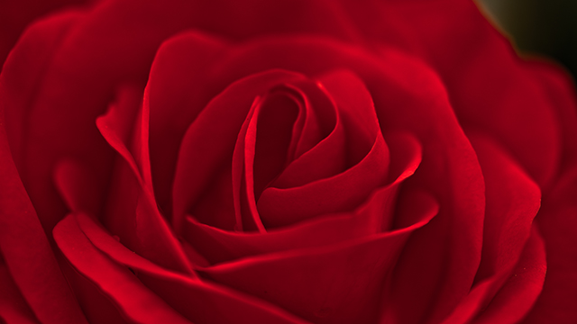 20161010133816_thierry_fabbro___red_rose 20161010133816_thierry_fabbro___red_rose