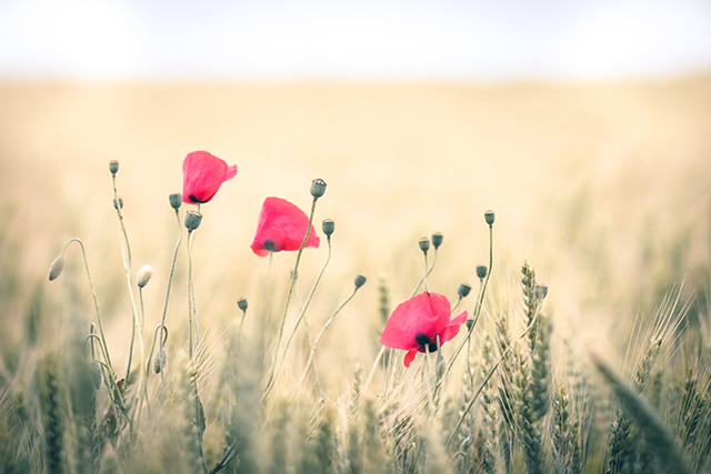 20161011125310_juin_03 20161011125310_juin_03