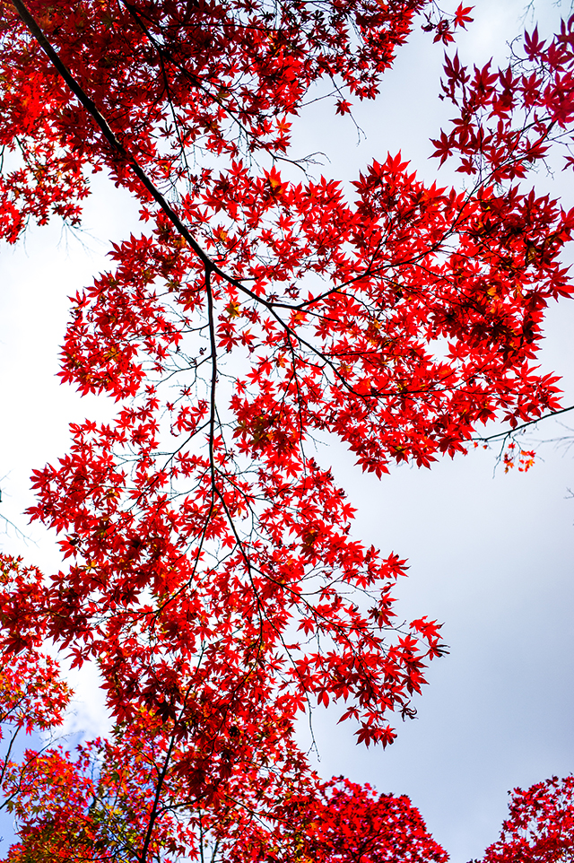 20161011195606_l1047739_2 20161011195606_l1047739_2