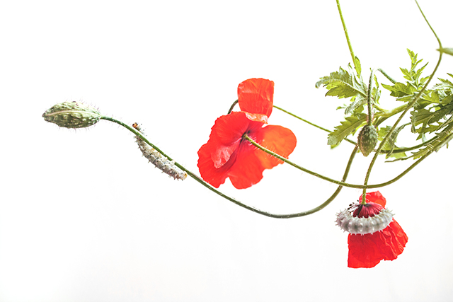 20161012203142_img_6698_red 20161012203142_img_6698_red